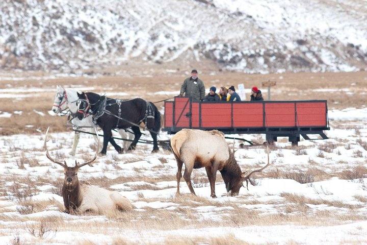 Best of Jackson Hole Wildlife Safari Tour - Photo 1 of 6